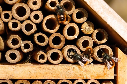 Bienenhotel für Wildbienen: Was man beachten muss