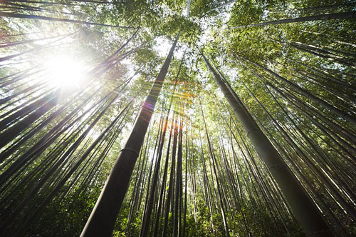 Wie nachhaltig ist Bambus wirklich?