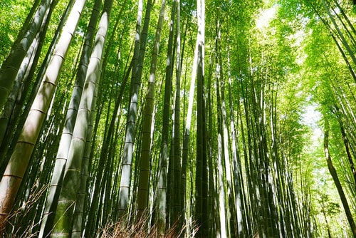 Wächst Bambus in der Schweiz?