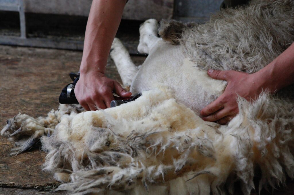 Wie nachhaltig ist Wolle